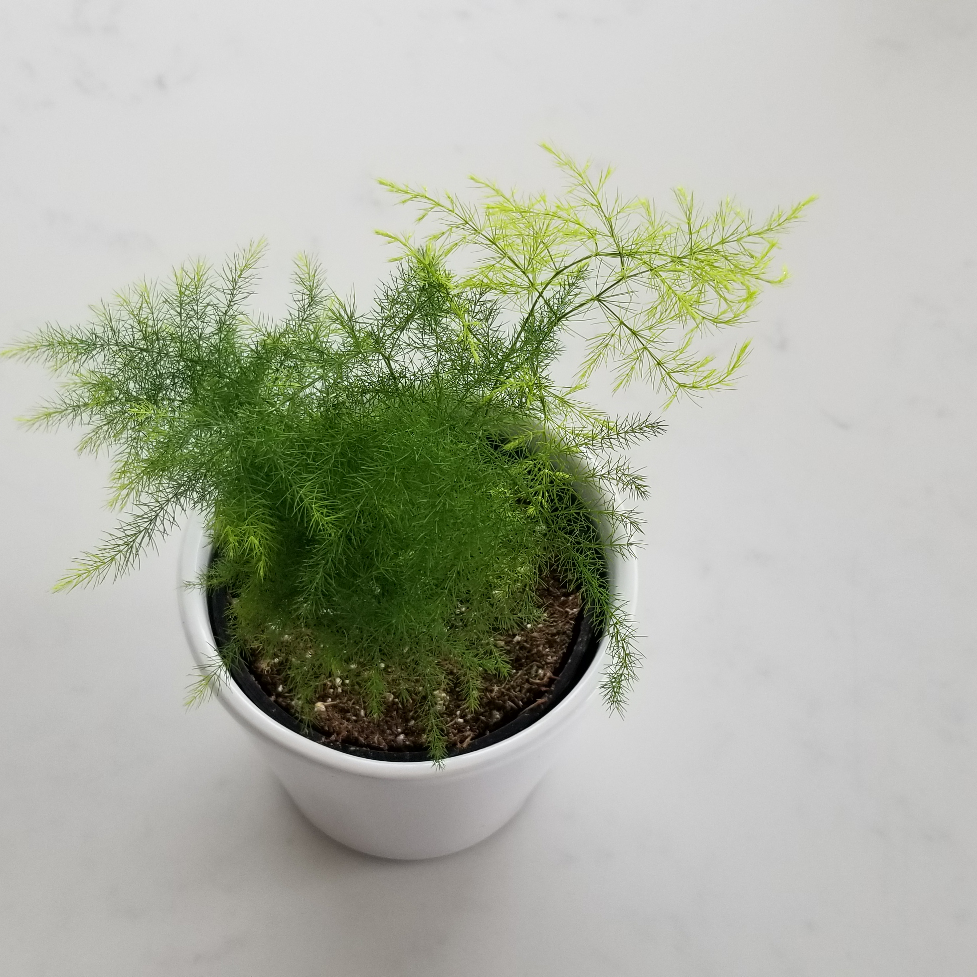 Fern Leaf Plumosus Asparagus Fern - 2 inch Pot -Easy to Grow/Terrarium Plants