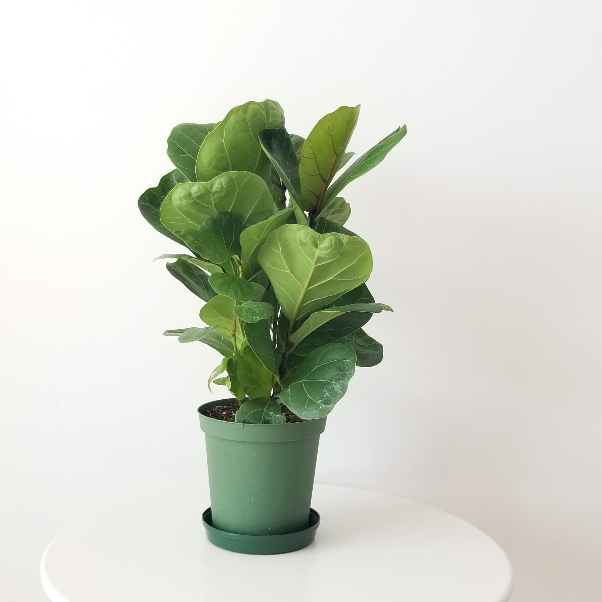 ficus lyrata 6inch pot 1 ficus lyrata fiddle-leaf fig indoor plants interior houseplants Mississauga Oakville Brampton Milton Etobicoke GTA Kitchener Waterloo plant delivery
