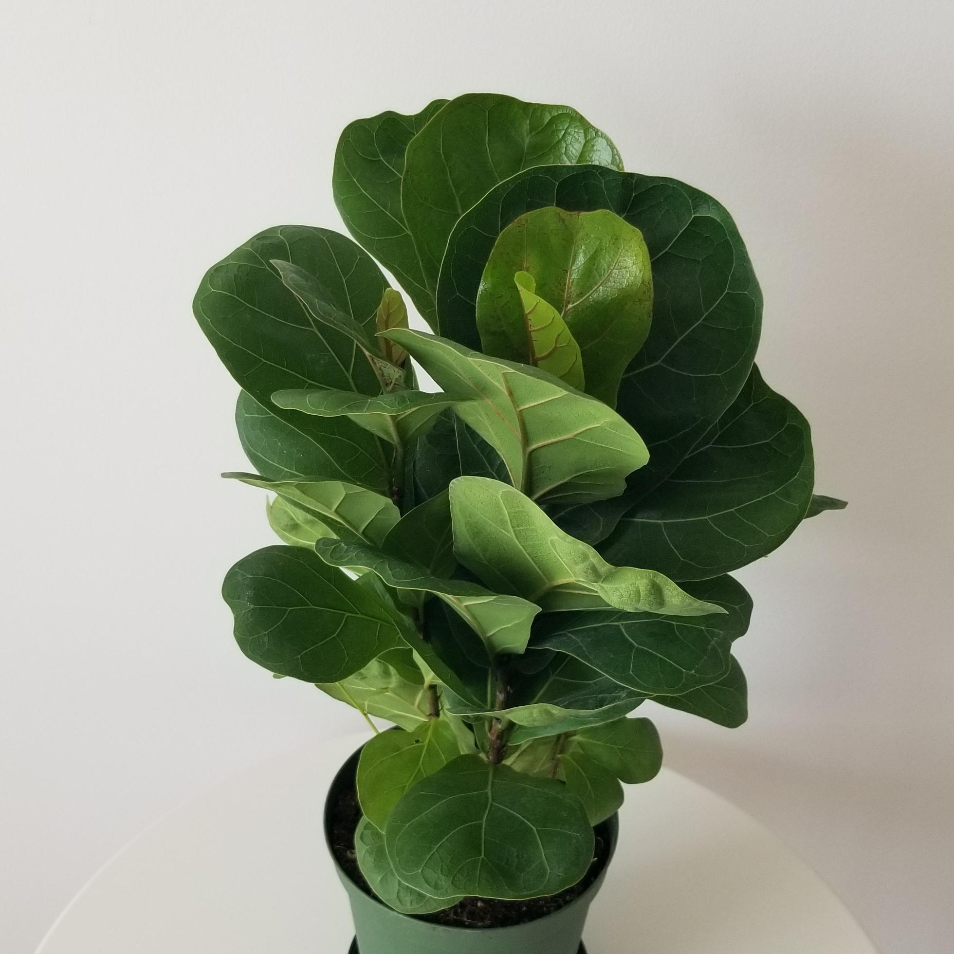 ficus lyrata 6inch pot 2 ficus lyrata fiddle-leaf fig indoor plants interior houseplants Mississauga Oakville Brampton Milton Etobicoke GTA Kitchener Waterloo plant delivery