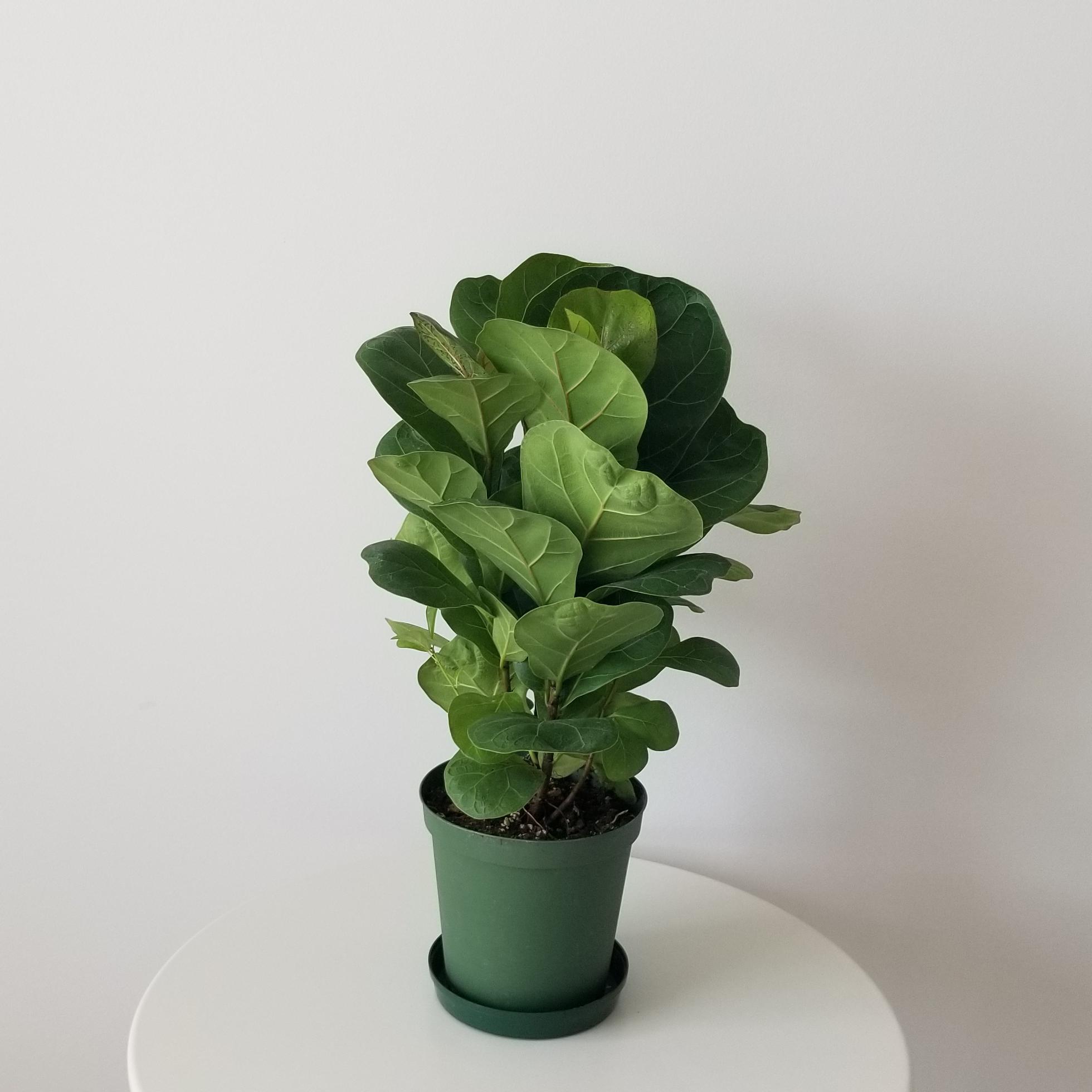 ficus lyrata 6inch pot 3 ficus lyrata fiddle-leaf fig indoor plants interior houseplants Mississauga Oakville Brampton Milton Etobicoke GTA Kitchener Waterloo plant delivery