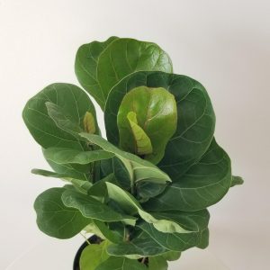 ficus lyrata fiddle-leaf fig indoor plants interior houseplants Mississauga Oakville Brampton Milton Etobicoke GTA Kitchener Waterloo plant delivery