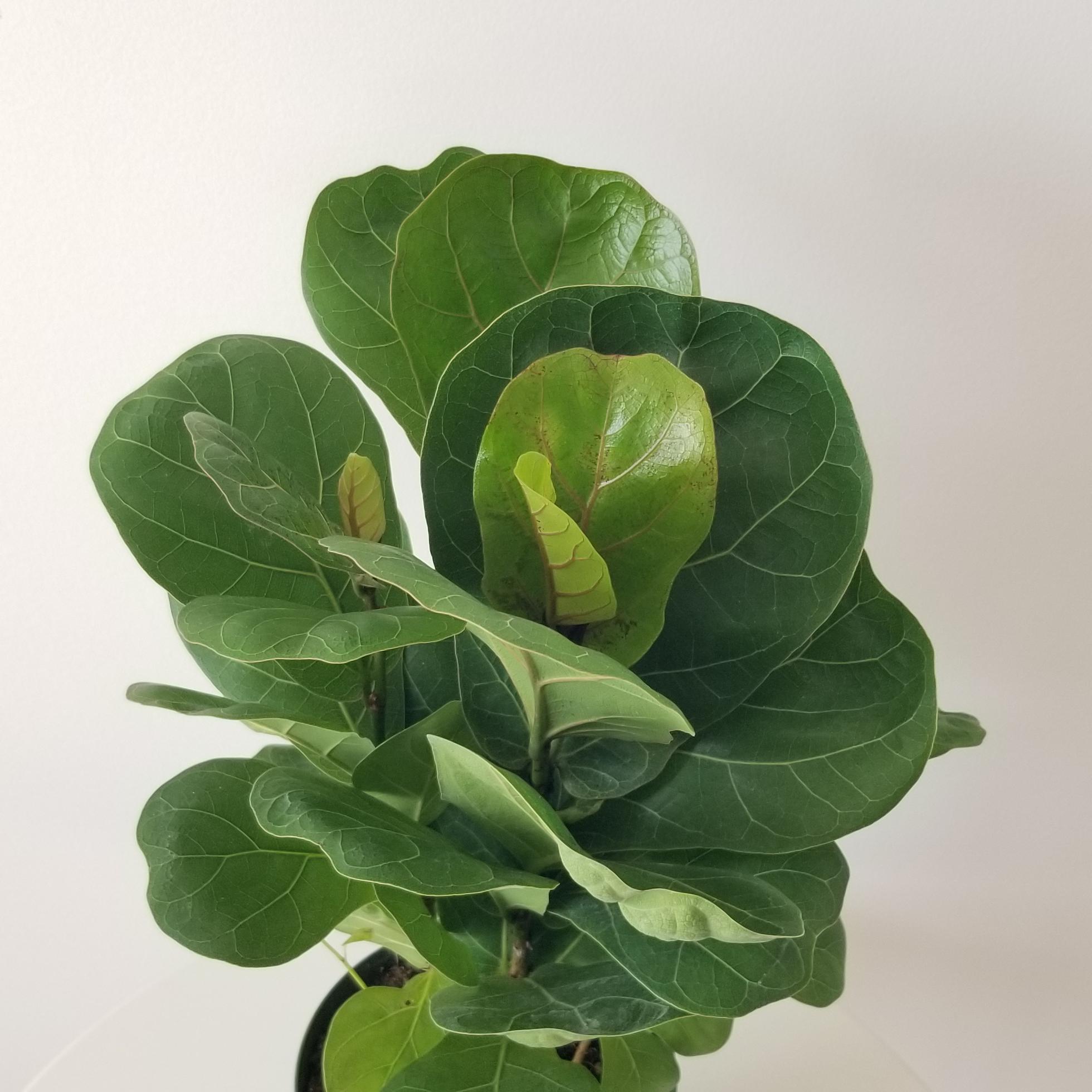 ficus lyrata 6inch pot 4 ficus lyrata fiddle-leaf fig indoor plants interior houseplants Mississauga Oakville Brampton Milton Etobicoke GTA Kitchener Waterloo plant delivery