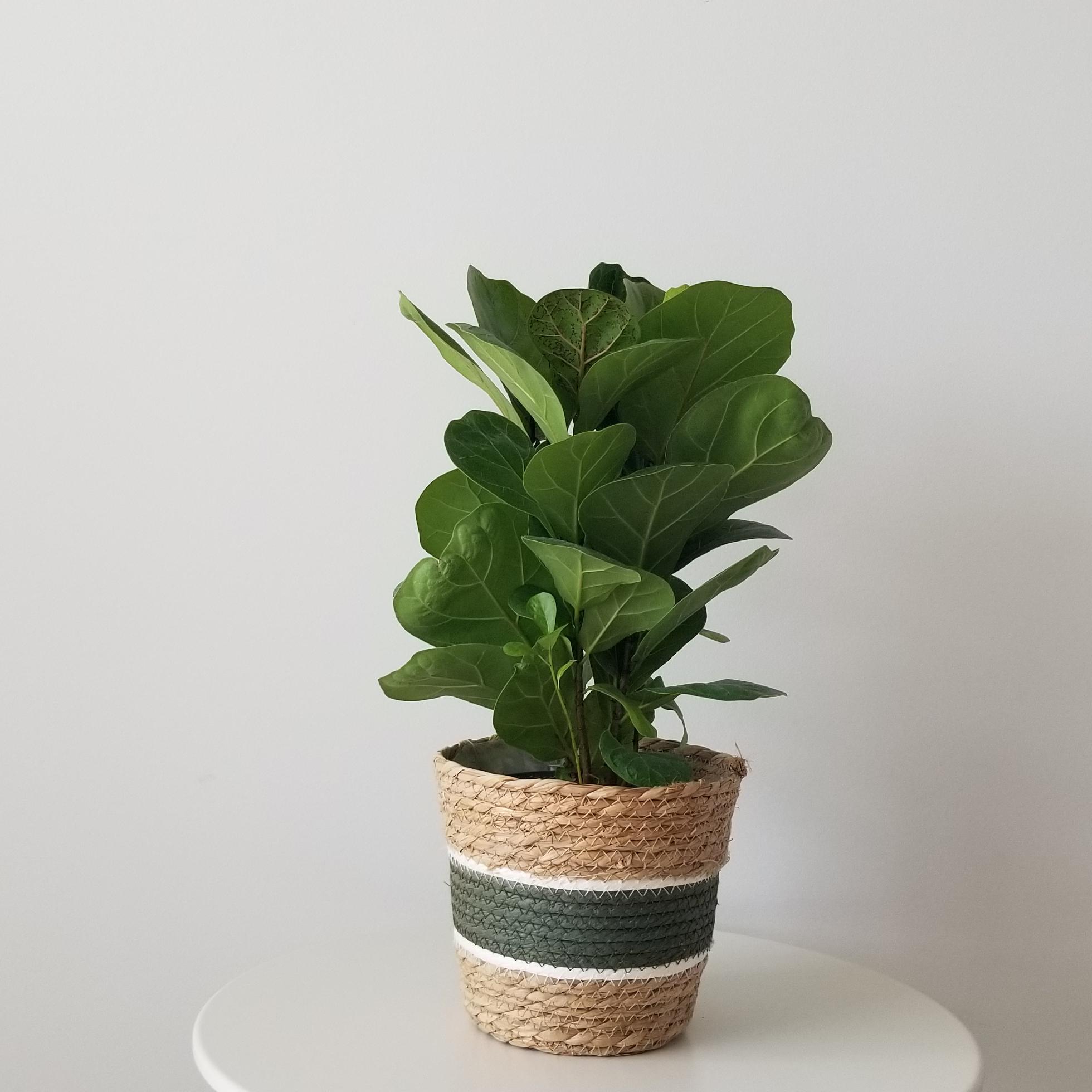 ficus lyrata 6inch pot 7 ficus lyrata fiddle-leaf fig indoor plants interior houseplants Mississauga Oakville Brampton Milton Etobicoke GTA Kitchener Waterloo plant delivery