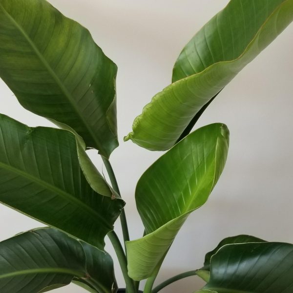 bird of paradise indoor plants houseplants Toronto Mississauga Oakville Brampton North York Etobicoke other GTA
