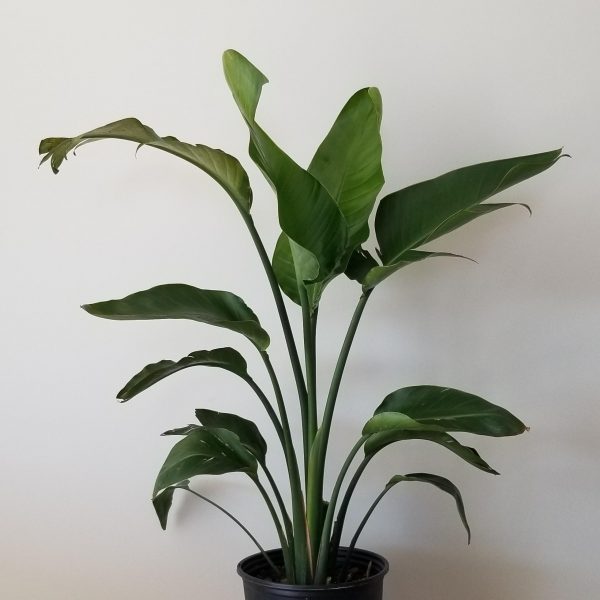 bird of paradise indoor plants houseplants Toronto Mississauga Oakville Brampton North York Etobicoke other GTA