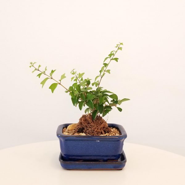 bonsai ficus in 5 inch decorative ceramic container plant gifts Indoor plants officeplants houseplants GTA Toronto Mississauga