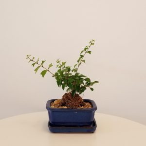 bonsai ficus in 5 inch decorative ceramic container plant gifts Indoor plants officeplants houseplants GTA Toronto Mississauga