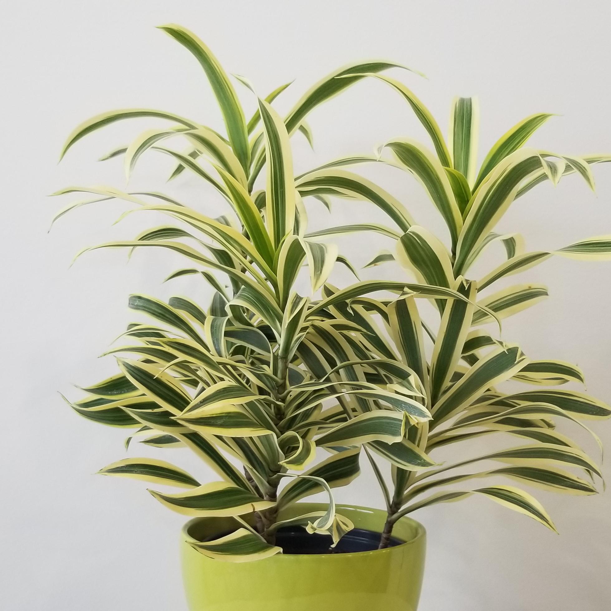 Dracaena Song of India air-purifying beautiful indoor plants Toronto Mississauga Oakville Burlington etc