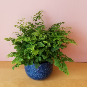maidenhair fern adiantum indoor plants houseplants plant sale Mississauga Toronto Brampton Burlington Oakville GTA