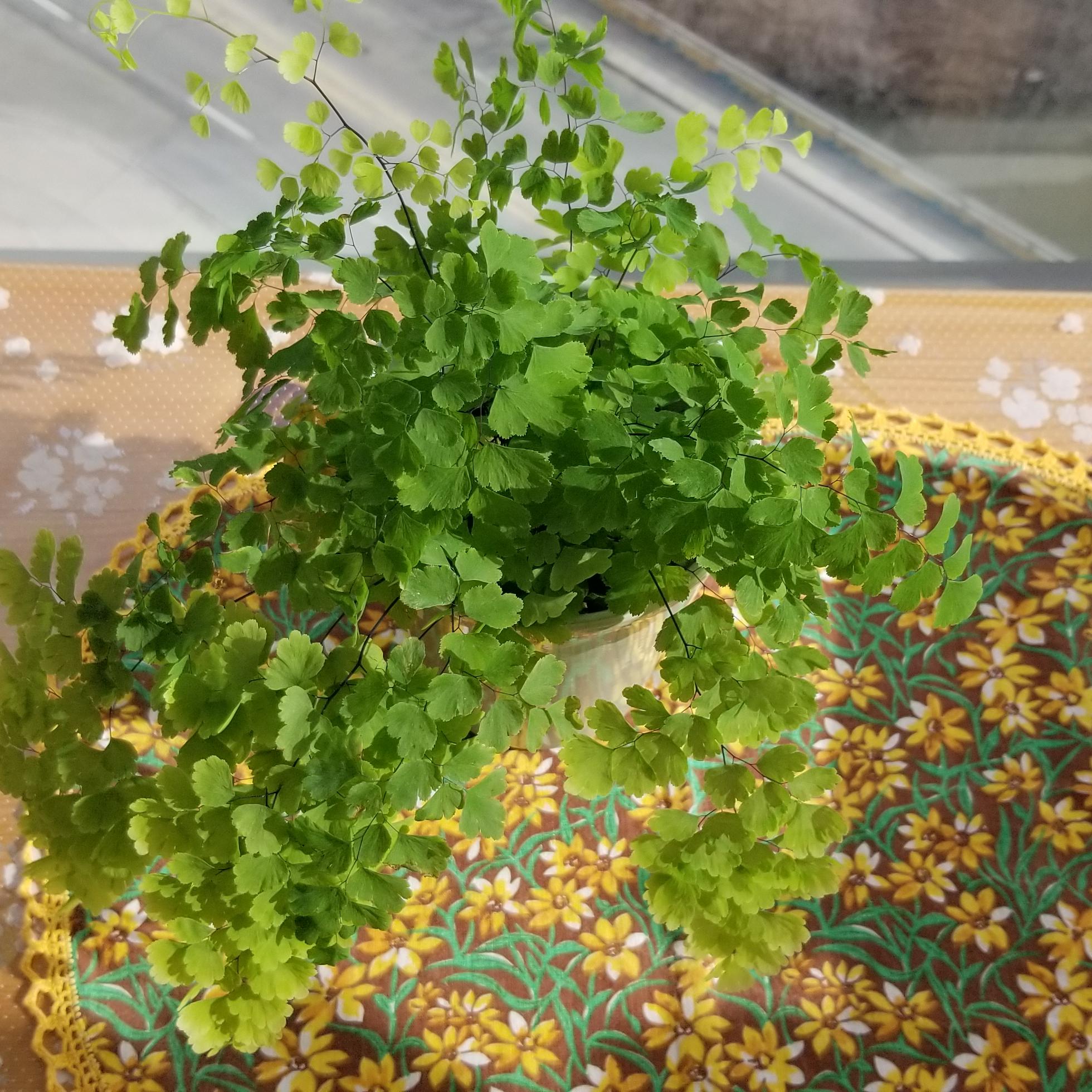 fern maidenhair fern maidenhair houseplants interior plants Mississauga Etobicoke Oakville Woodbridge Richmond Hill Markham other GTA