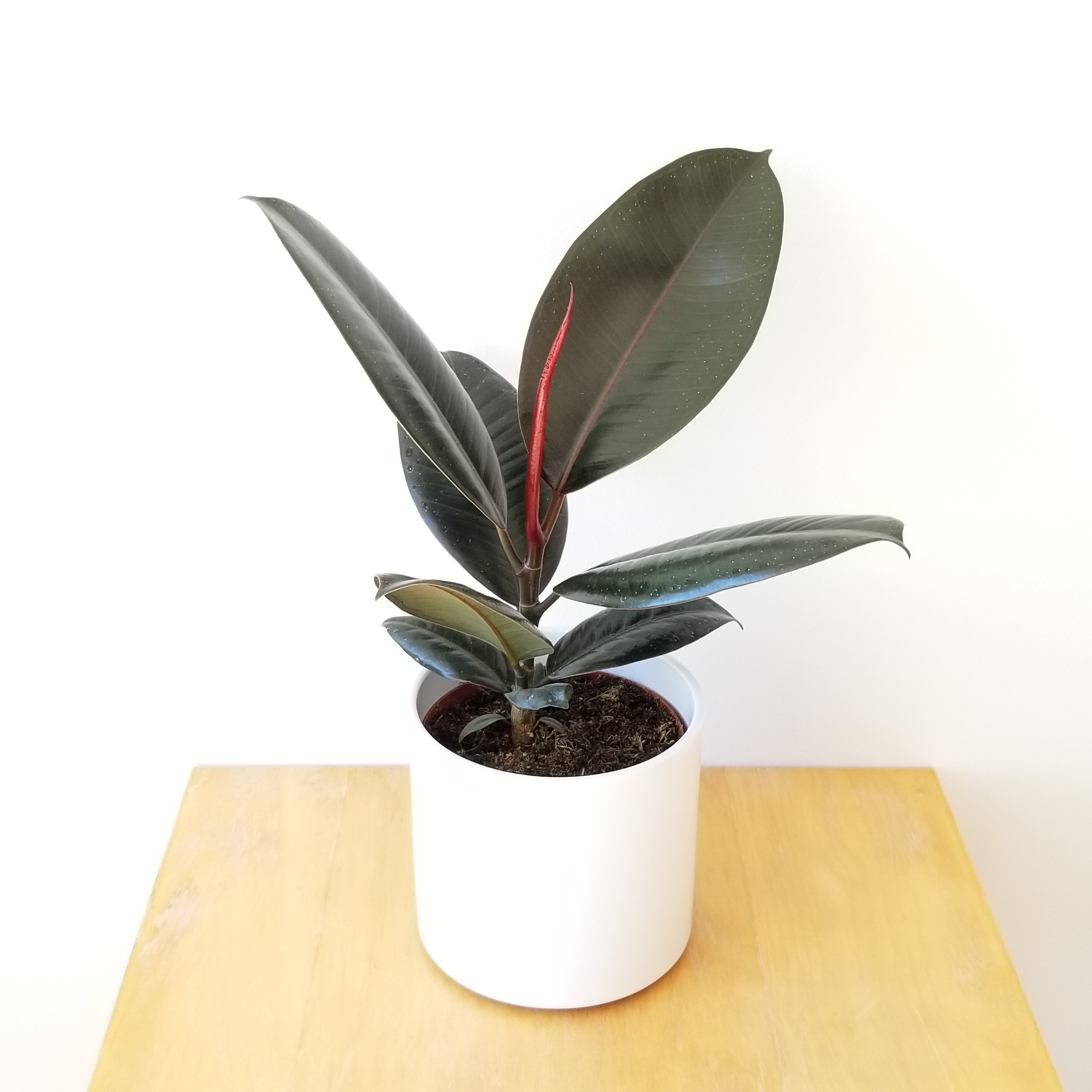 Buy Rubber Tree, Rubber Plant, Ficus elastica - Plant online from