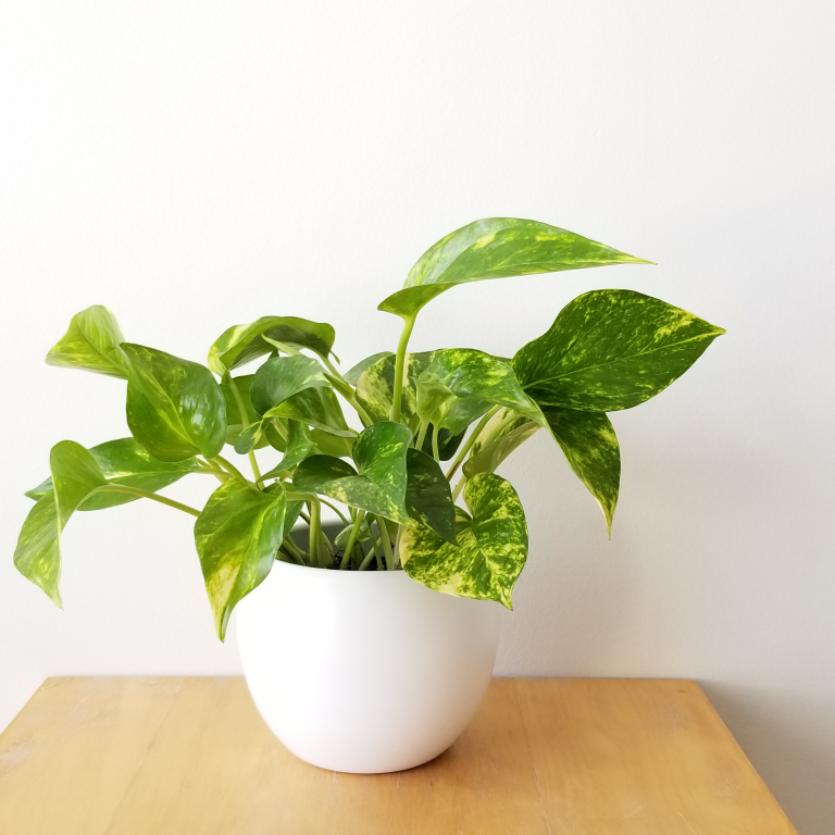 Pothos Golden Money Plant InteriorPlants.ca