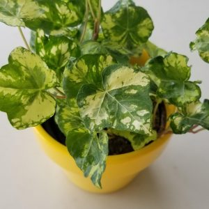 English Ivy variegated Air-purifying indoor plants houseplants Vines GTA delivery Toronto Mississauga Brampton Burlington Oakville Islington Etobicoke Kipling interiorplants