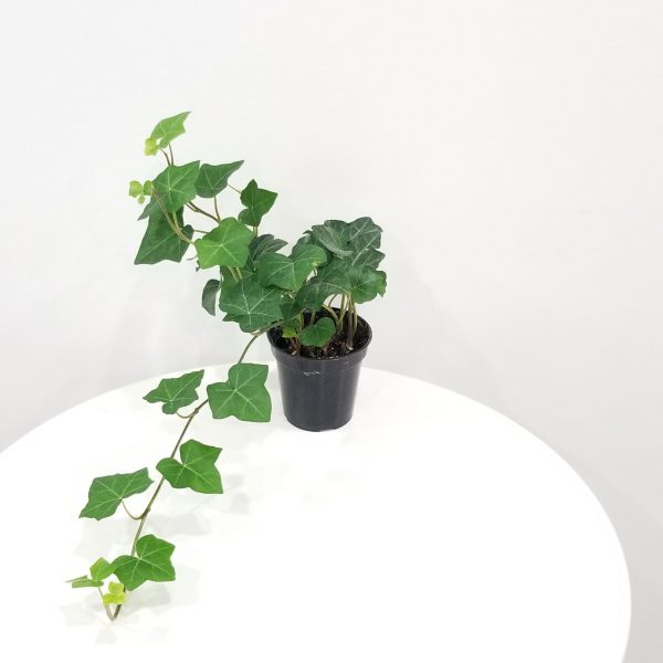 ivy green air-purifying indoor plants houseplants GTA plant delivery Toronto Mississauga Oakville Burlington