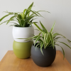 decorative ceramic container for indoor plants houseplants interiorplants online sale Toronto Etobicoke Mississauga Brampton Burlington Oakville Hamilton North York Richmond Hill GTA