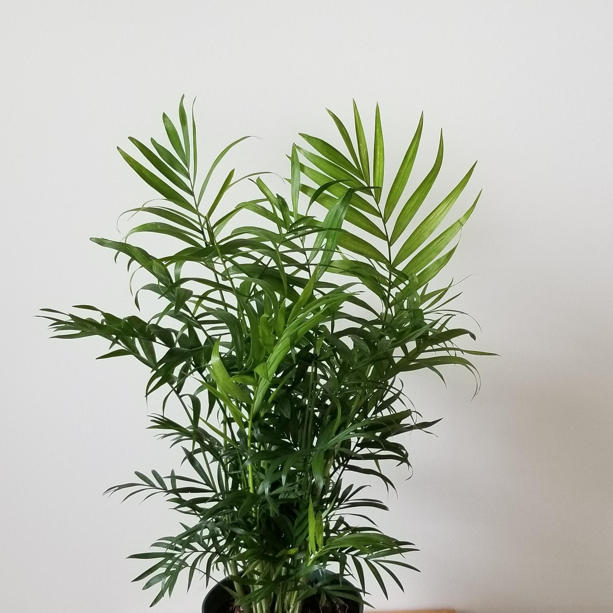 Parlour palm 6in air-purifying indoor plants houseplants officeplants Toronto Mississauga Oakville Burlington Brampton Etobicoke GTA
