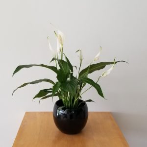 plant gifts air-purifying indoor plants sale Mississauga Toronto Brampton Oakville Etobicoke Burlington GTA Peace Lily with flowers