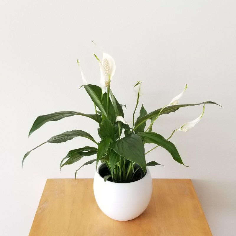 Peace Lily InteriorPlants.ca