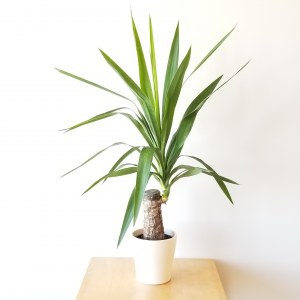Yucca indoor plants houseplants office plants interior plants plant sale Toronto Etobicoke Mississauga Brampton Burlington Oakville GTA