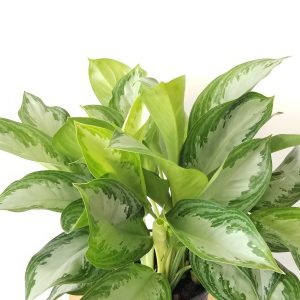 aglaonema silver bay air-purifying indoor plants office plants houseplants GTA Toronto Mississauga Oakville Burlington