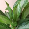 Aglaonema Cutlass Indoor plants houseplants sale GTA Mississauga Toronto Etobicoke Brampton Oakville Burlington Grimsby Hamilton
