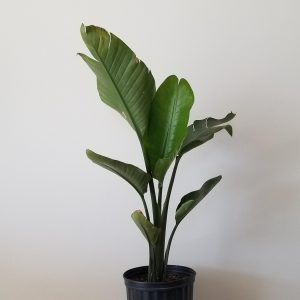 bird of paradise indoor plants houseplants Toronto Mississauga Oakville Brampton North York Etobicoke other GTA