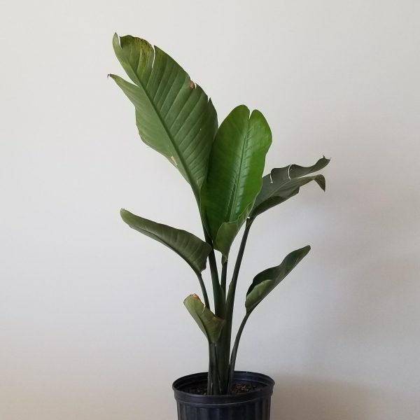 bird of paradise indoor plants houseplants Toronto Mississauga Oakville Brampton North York Etobicoke other GTA