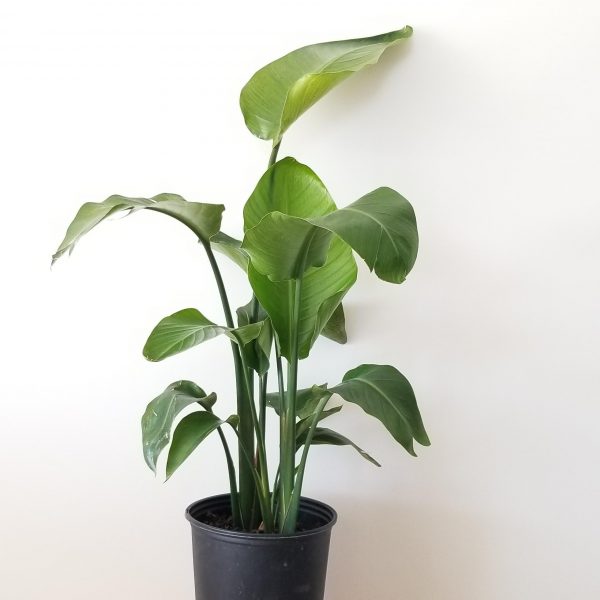 bird of paradise indoor plants houseplants Toronto Mississauga Oakville Brampton North York Etobicoke other GTA