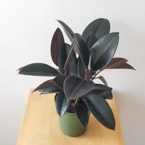 ficus elastica burgundy air-purifying indoor office plants houseplants Toronto Mississauga Oakville Brampton other GTA plant delivery