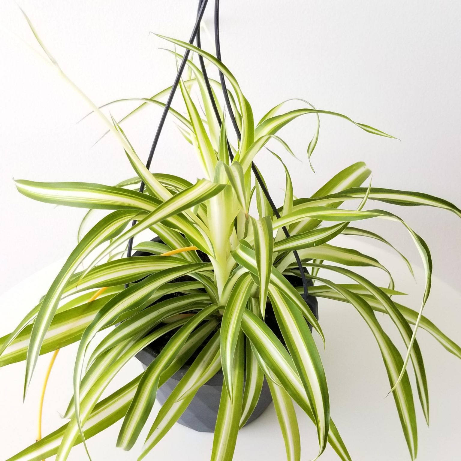 are coffee grounds good for spider plants