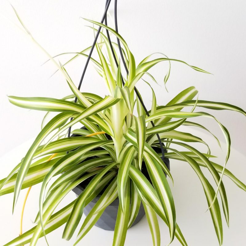 Spider Plant InteriorPlants.ca