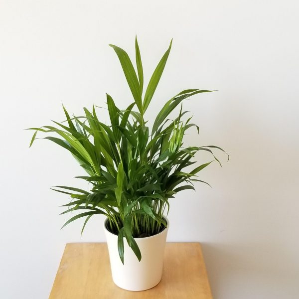 Areca Palm Indoor plants houseplants sale GTA Mississauga Toronto Etobicoke Brampton Oakville Burlington Grimsby Hamilton