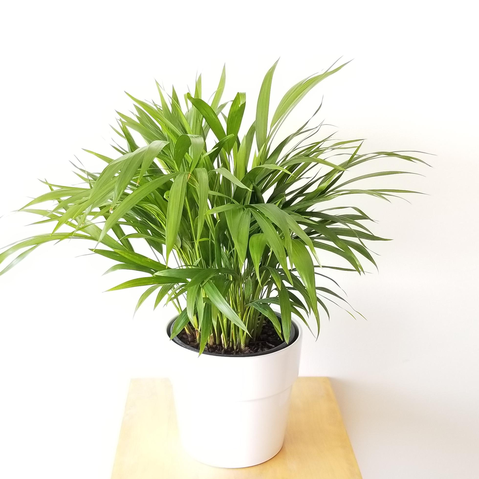 Buy indoor plants toronto