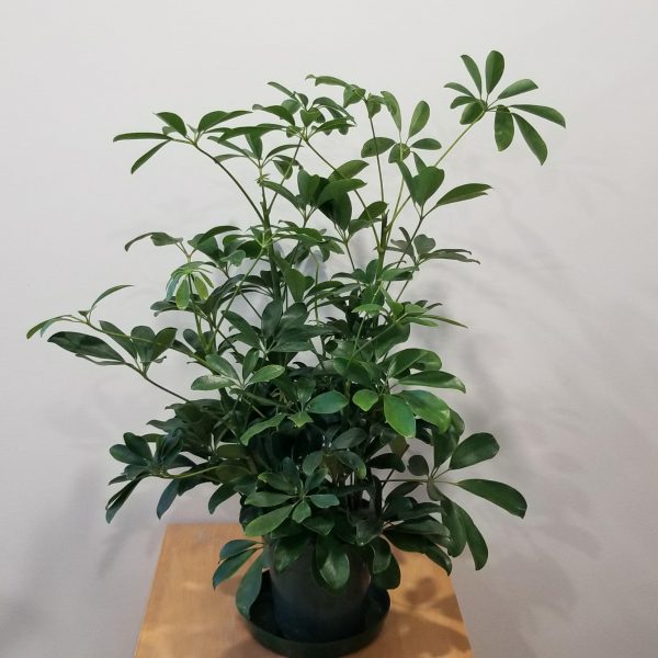 Schefflera arboricola Dwarf Umbrella Tree air-purifying indoor office plants houseplants Toronto Mississauga Brampton Hamilton other GTA areas