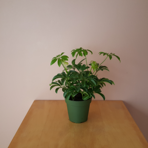 schefflera arboricola mini green in 3.5 inch pot