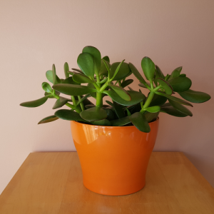 Jade (crassula ovata) 6 inch in Izabel ceramic orange decorative container