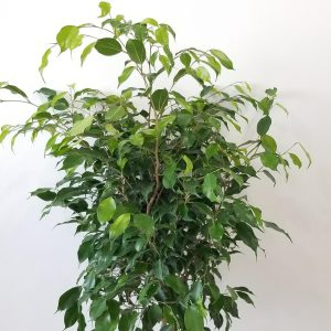 Ficus benjamina braid tree air-purifying indoor plants houseplants office plants GTA Gifts Toronto Mississauga
