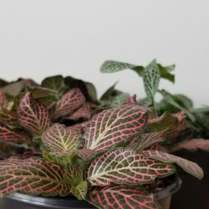 Fittonia (Mosaic Plant, Painted Net-Leaf Plant) Indoor plants houseplants sale GTA Mississauga Toronto Etobicoke Brampton Oakville Burlington Grimsby Hamilton