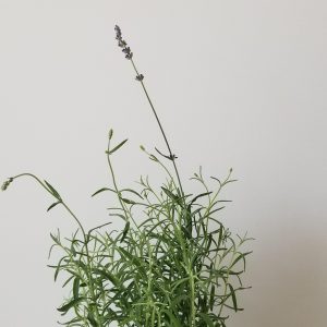 lavender fragrant indoor outdoor plants herbs Toronto Mississauga Etobicoke Brampton Oakville Burlington Markham other GTA