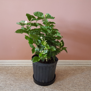 Jasmine sambac (Arabian Jasmine) in 10inch pots fragrant flowering indoor plants