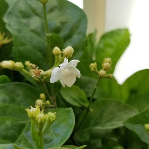 Maid of Orleans Sacred Jasmine Plant (jasminum sambac) – Urban