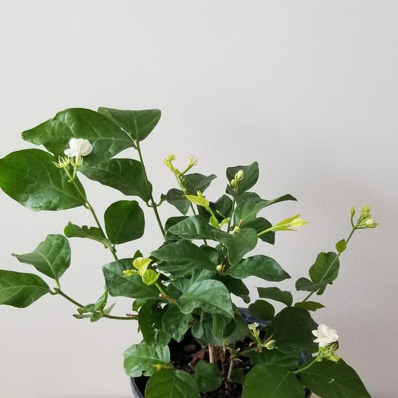 Jasmine Sambac - Flowering Fragrant Houseplants | InteriorPlants.ca