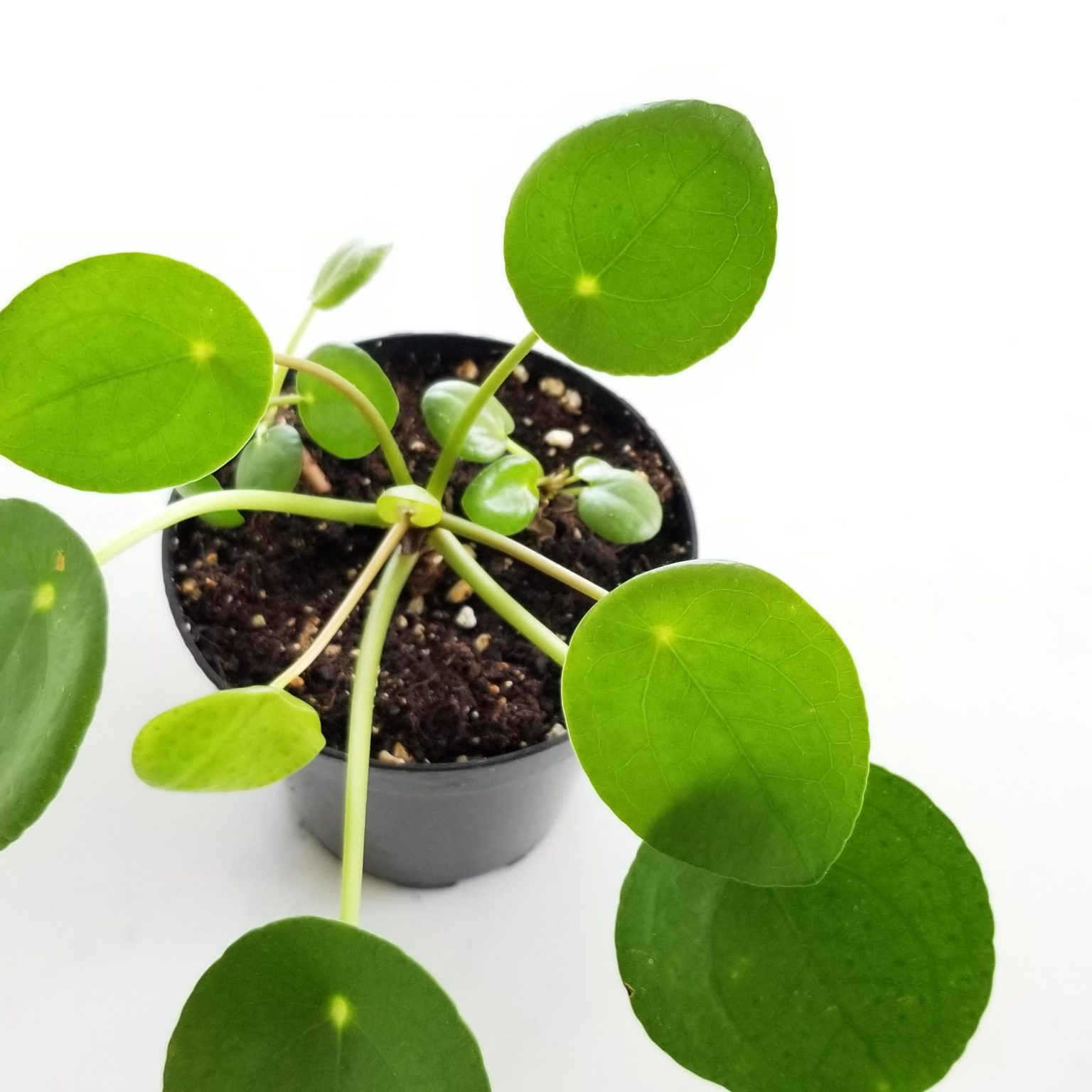 Pilea Pancake plant InteriorPlants.ca
