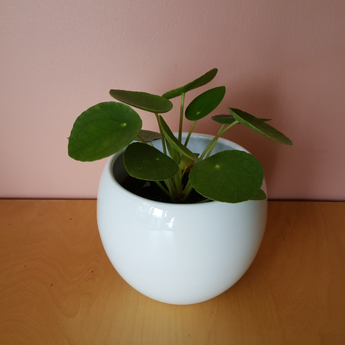 Pilea Pancake plant InteriorPlants.ca