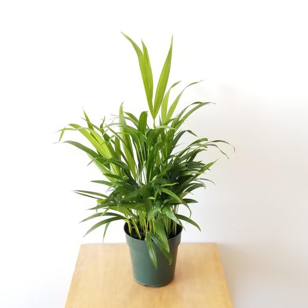 Areca Palm Indoor plants houseplants sale GTA Mississauga Toronto Etobicoke Brampton Oakville Burlington Grimsby Hamilton