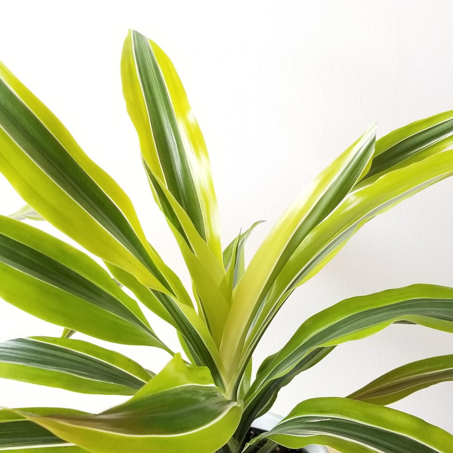 Dracaena Lemon Lime InteriorPlants.ca