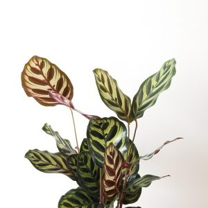 healthy beautiful indoor plants houseplants plant sale Christmas gifts office plants GTA Mississauga Etobicoke Toronto Brampton Kipling Islington Oakville Burlington Islington Kipling Calathea Peacock Makoyana