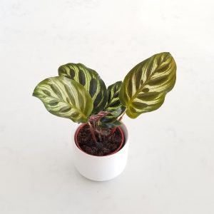 Indoor plants houseplants green plants for indoors interiorplants Plant shop GTA Mississauga Toronto Etobicoke Brampton Grimsby Burlington Oakville Hamilton Calathea peacock
