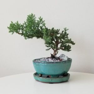 bonsai juniper in decorative ceramic container indoor plants gifts houseplants Toronto Mississauga Oakville Etobicoke Brampton other GTA