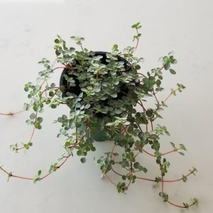 Indoor plants houseplants interiorplants plant sale Mississauga Toronto Etobicoke Brampton Oakville Burlington GTA Pilea aquamarine